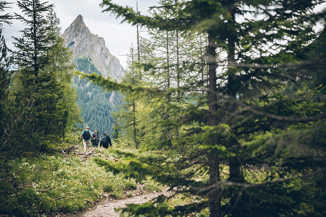 Wandergruppe im Wald mit Gipfel der Silberspitze im Hintergrund,E5, Alpenüberquerung, 3. Etappe, Seescharte, Inntal, Tirol, Österreich, Memminger Hütte zur Unterloch Alm