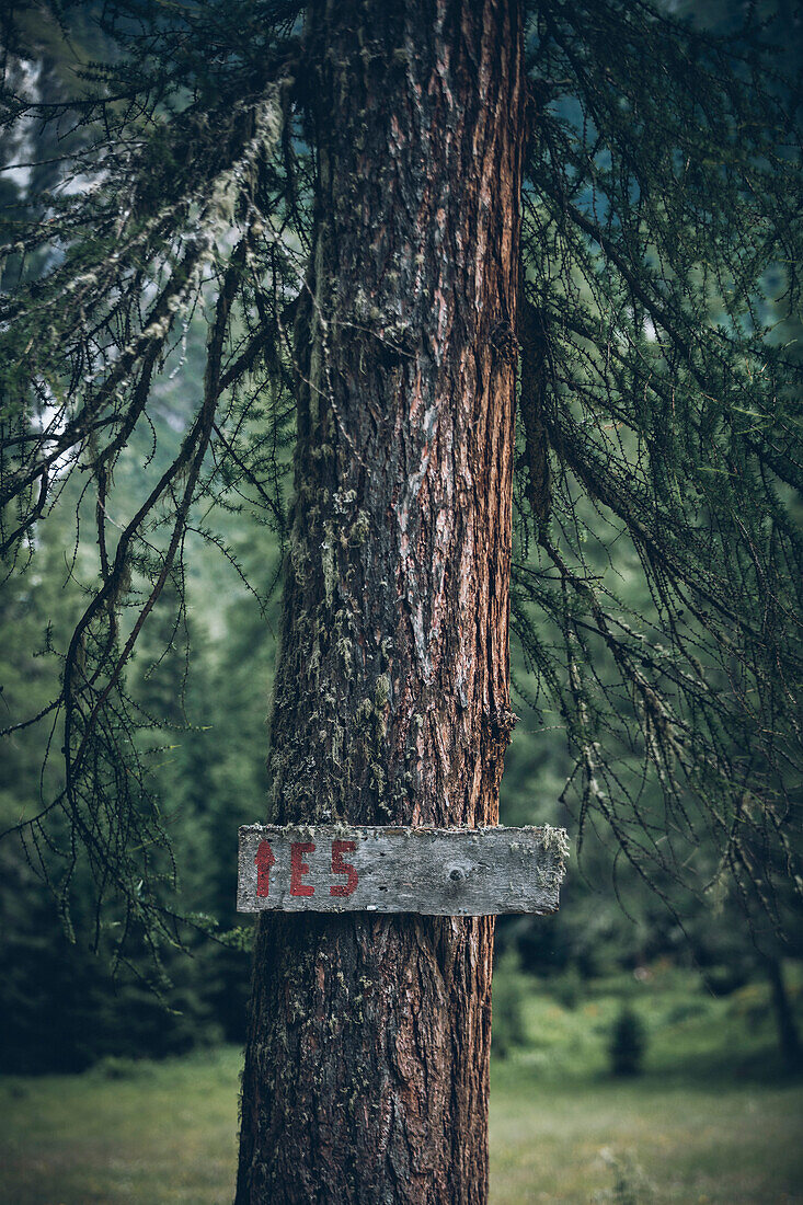 Old E5 signpost sign on a tree trunk, E5, Alpenüberquerung, 3rd stage, Seescharte,Inntal, Memminger Hütte to  Unterloch Alm, tyrol, austria, Alps