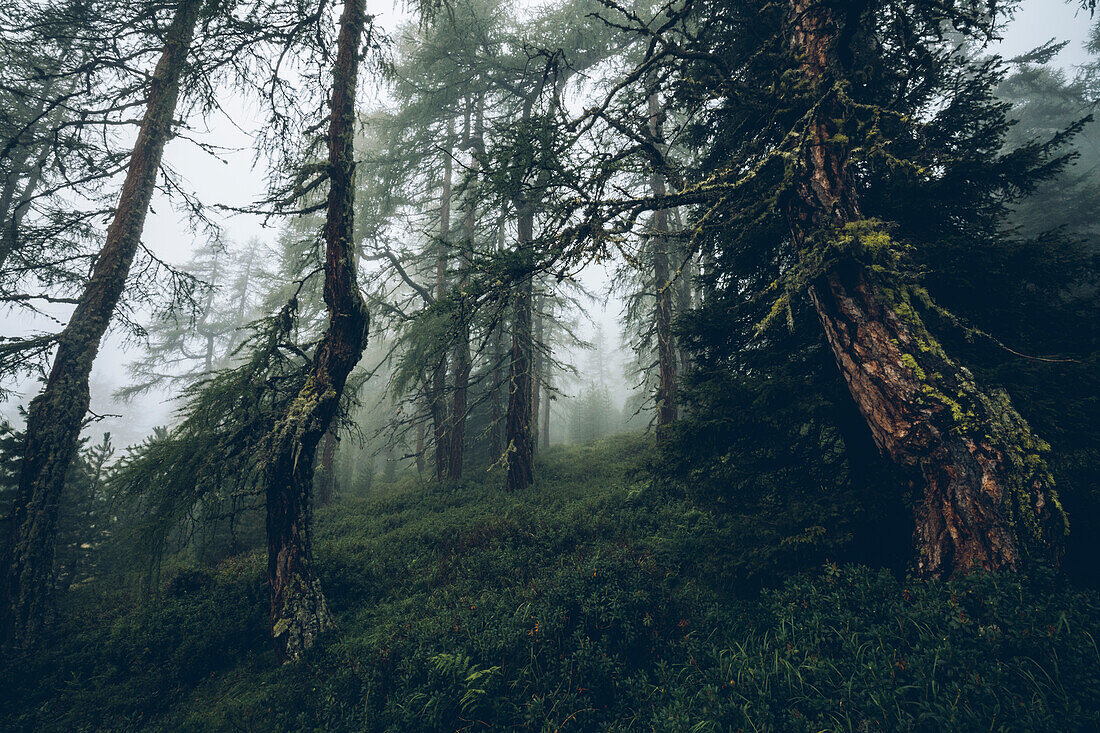 Mature forest in fog mood, E5, Alpenüberquerung, 4th stage, Skihütte Zams,Pitztal,Lacheralm, Wenns, Gletscherstube, Zams to  Braunschweiger Hütte, tyrol, austria, Alps