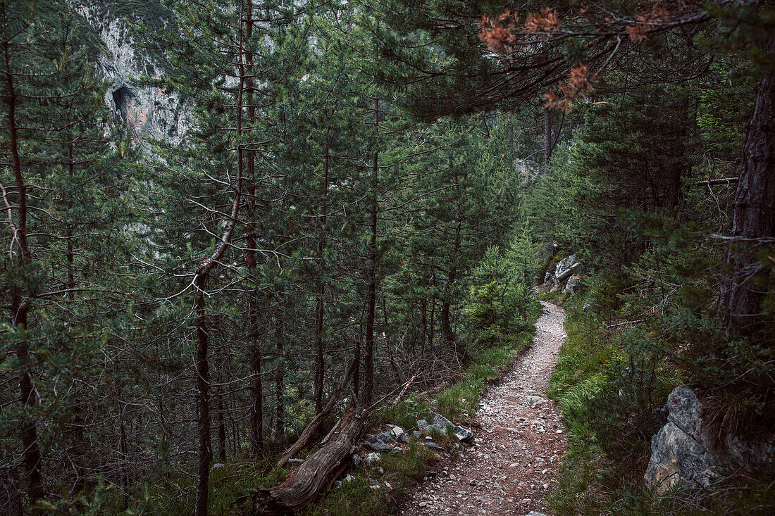 Long distance path through a coniferous forest, E5, Alpenüberquerung, 3rd stage, Seescharte,Inntal, Memminger Hütte to  Unterloch Alm, tyrol, austria, Alps