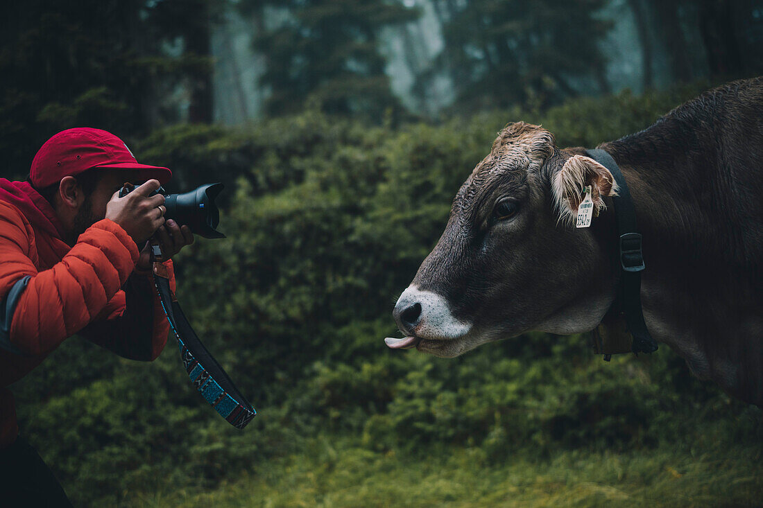 Photographer is scrapping cow, E5, Alpenüberquerung, 4th stage, Skihütte Zams,Pitztal,Lacheralm, Wenns, Gletscherstube, Zams to  Braunschweiger Hütte, tyrol, austria, Alps