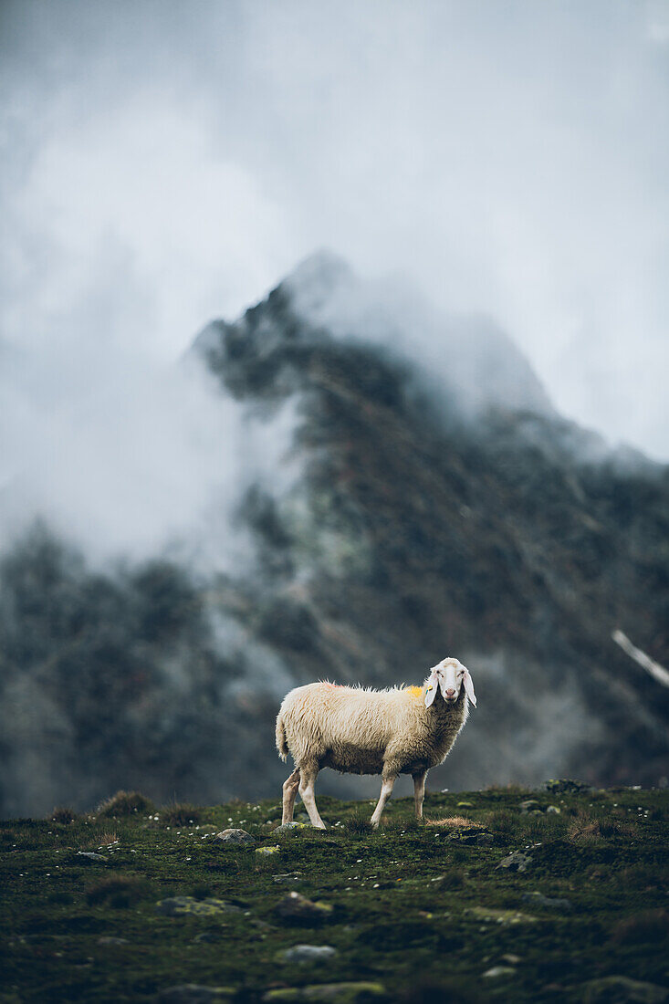 Schaf mit vernebelten Gipfel im Hintergrund, E5, Alpenüberquerung, 5. Etappe,Braunschweiger Hütte, Ötztal, Rettenbachferner, Tiefenbachferner,   Österreich, Panoramaweg nach Vent