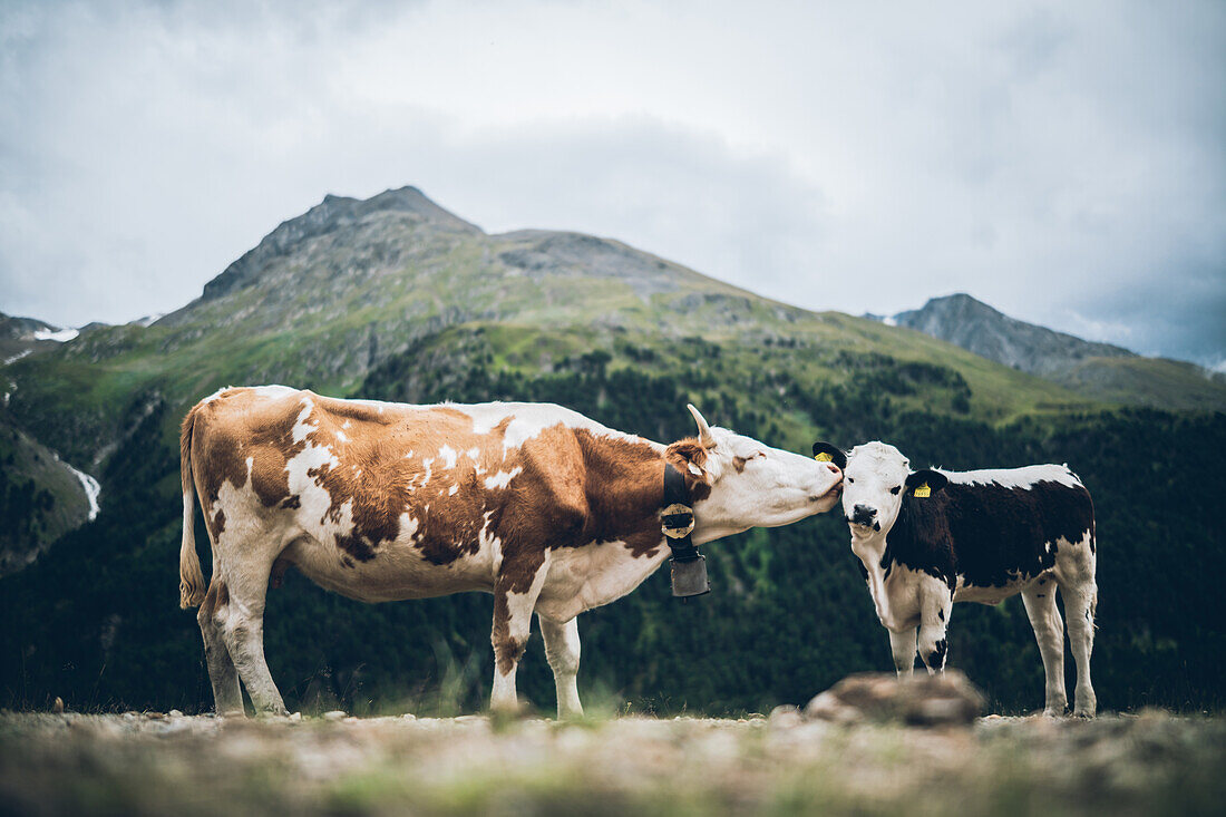 Cow with her calf in front of mountain panorama,Alpenüberquerung,5th stage, Braunschweiger Hütte,Ötztal, Rettenbachferner, Tiefenbachferner, Panoramaweg to Vent, tyrol, austria, Alps