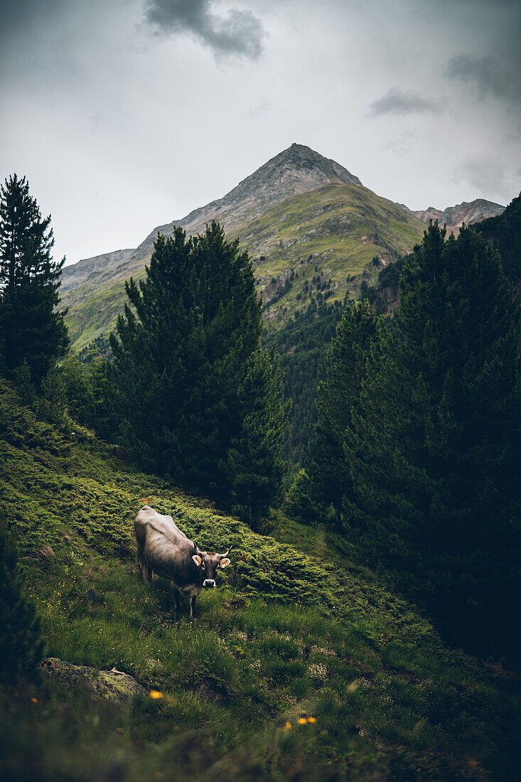 Cow at the edge of a forest in front of mountain panorama,Alpenüberquerung,5th stage, Braunschweiger Hütte,Ötztal, Rettenbachferner, Tiefenbachferner, Panoramaweg to Vent, tyrol, austria, Alps