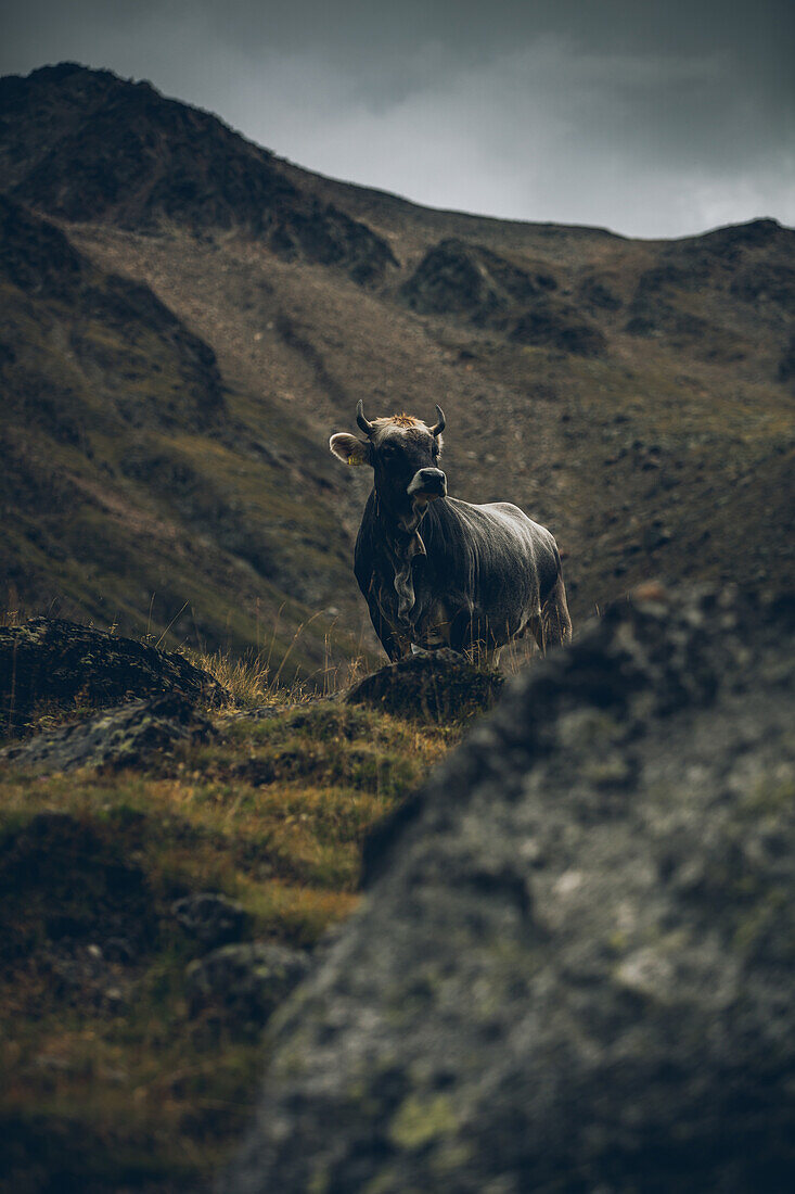 Cow in the mountains, E5, Alpenüberquerung, 6th stage, Vent,Niederjochbach, Similaun hut, Schnalstal, Vernagt reservoir, Meran
