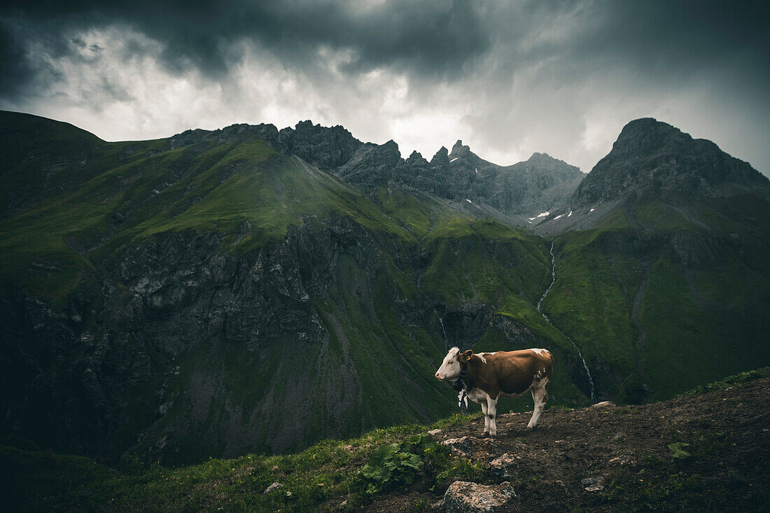 Kuh in den Bergen, E5, Alpenüberquerung, 1. Etappe Sperbachtobel, Kemptner Hütte, Allgäu, Deutschland