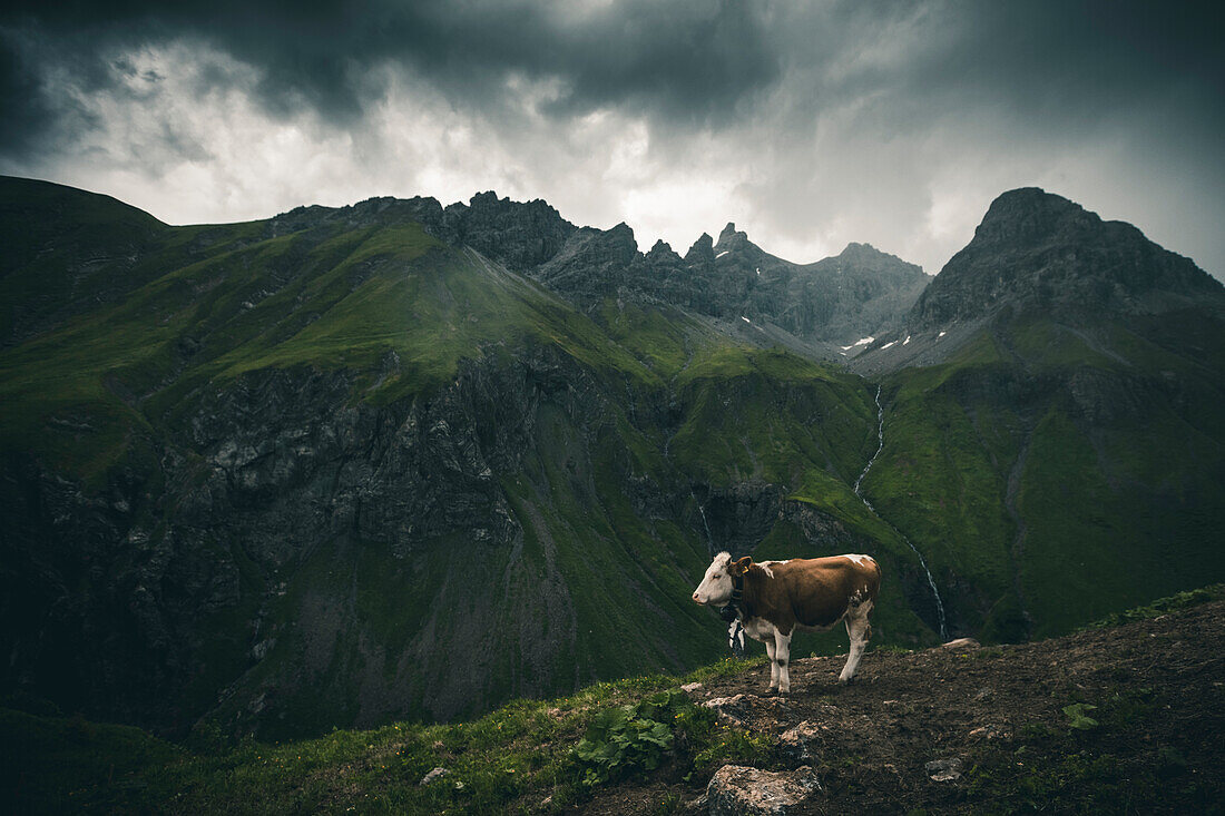 cow in the mountains, E5, Alpenüberquerung, 1st stage Oberstdorf Sperrbachtobel to Kemptnerhütte, Allgäu, Bavaria, Alps, Germany