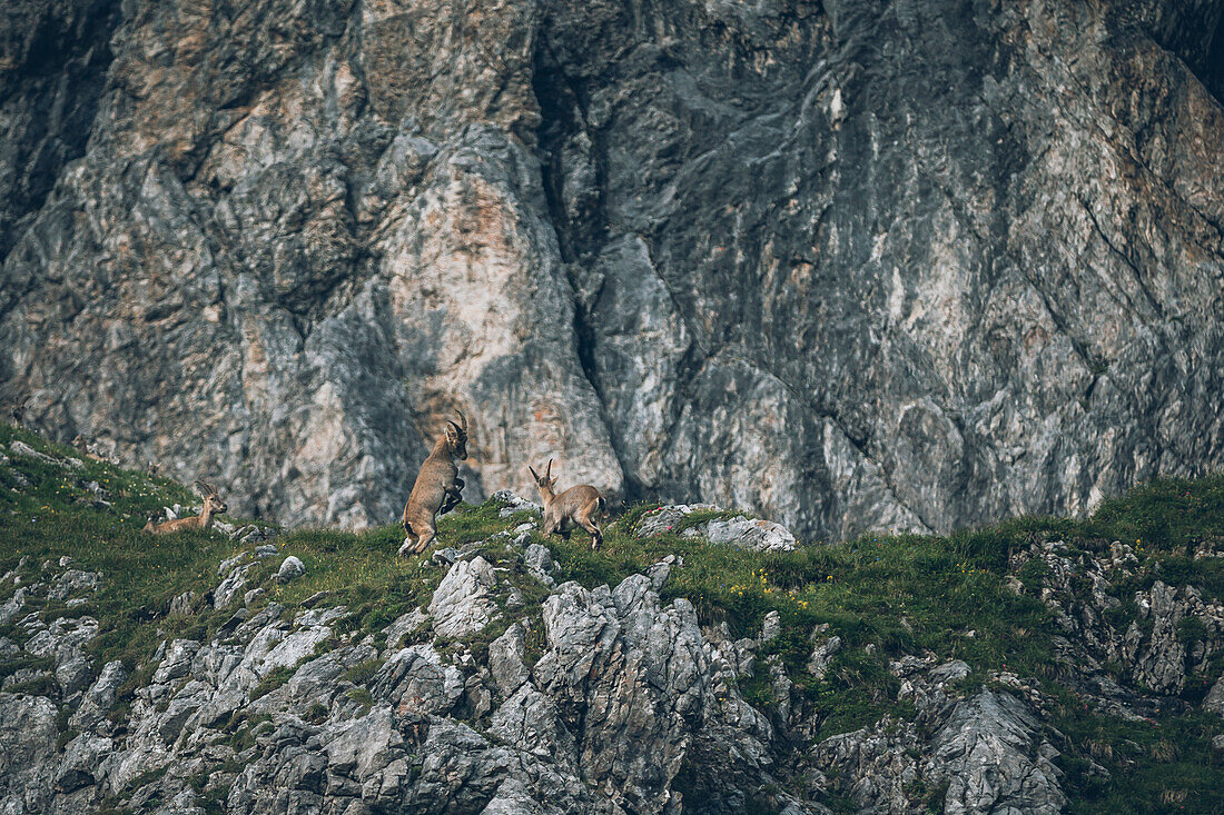Ibex in the rock massif, E5, alpenüberquerung, 1st stage Oberstdorf Sperrbachtobel to Kemptnerhütte, allgäu, bavaria, germany