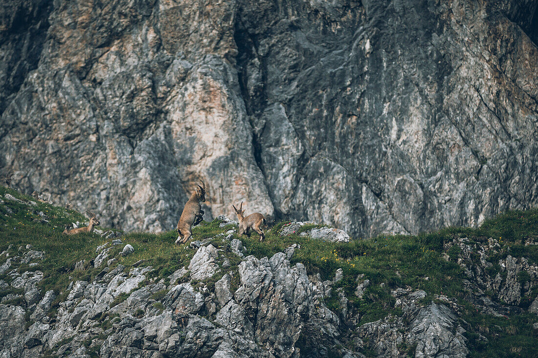 Steinböcke im Felsmassiv,E5, Alpenüberquerung,  1. EtappeOberstdorf Sperrbachtobel zur Kemptner Hütte, Allgäu, Bayern, Deutschland