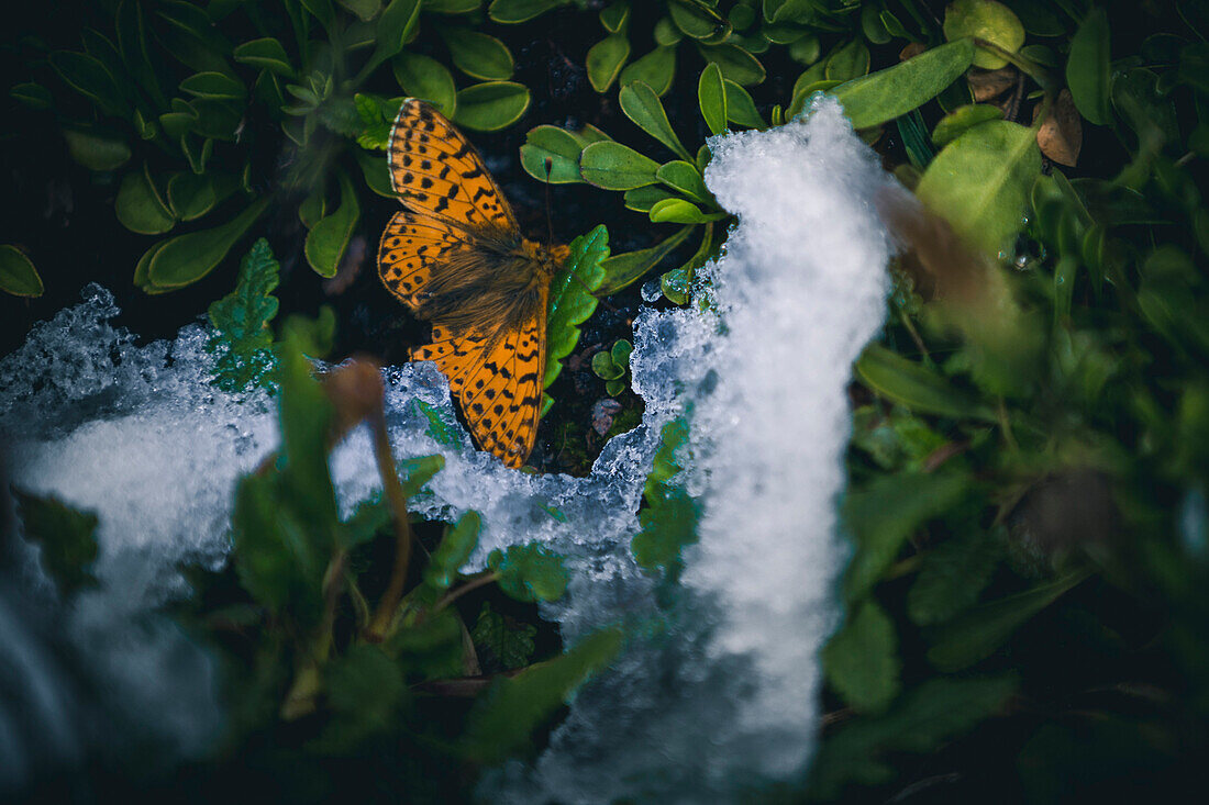 butterfly in the last snow, E5, alpenüberquerung, 1st stage Oberstdorf Sperrbachtobel to Kemptnerhütte, allgäu, bavaria, germany