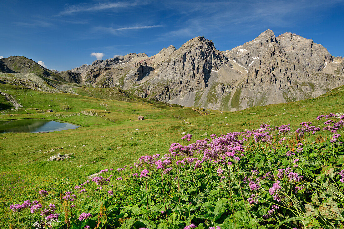 Blumenwiese mit See Lac Cerces und Grand Galibier im Hintergrund, Lac Cerces, Dauphine, Dauphiné, Hautes Alpes, Frankreich