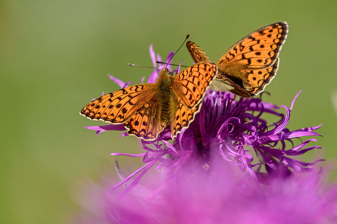 Two Queen of Spain fritillaries sitting on blossom, Issoria lathonia, Dauphine, Dauphiné, Hautes Alpes, France