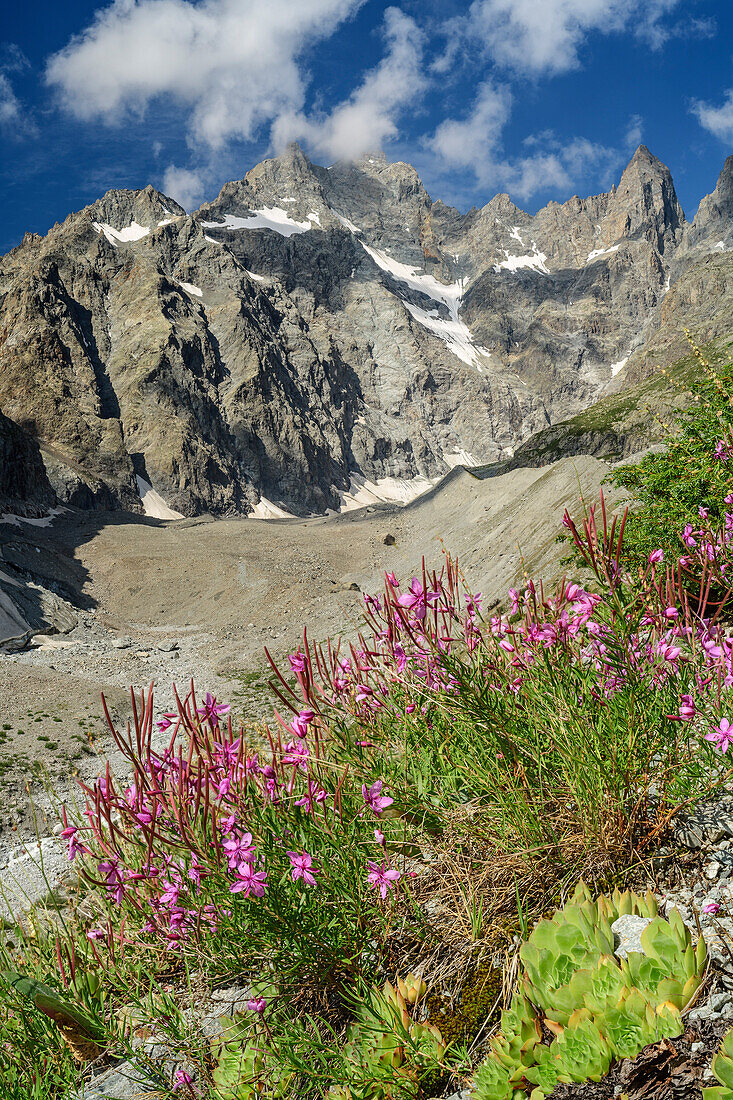 Pink blühendes Weidenröschen mit Pic Coolidge im Hintergrund, Ecrins, Nationalpark Ecrins, Dauphine, Dauphiné, Hautes Alpes, Frankreich