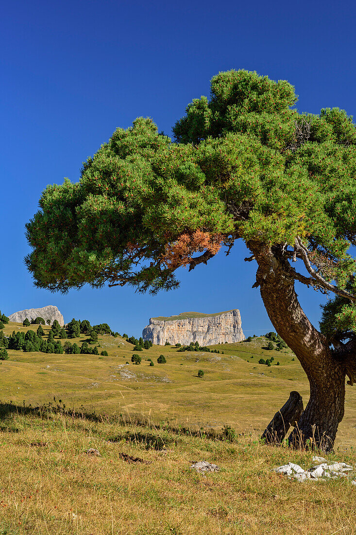Pine with Mont Aiguille in the background, Tête Chevalier, Vercors, Dauphine, Dauphine, Isère, France