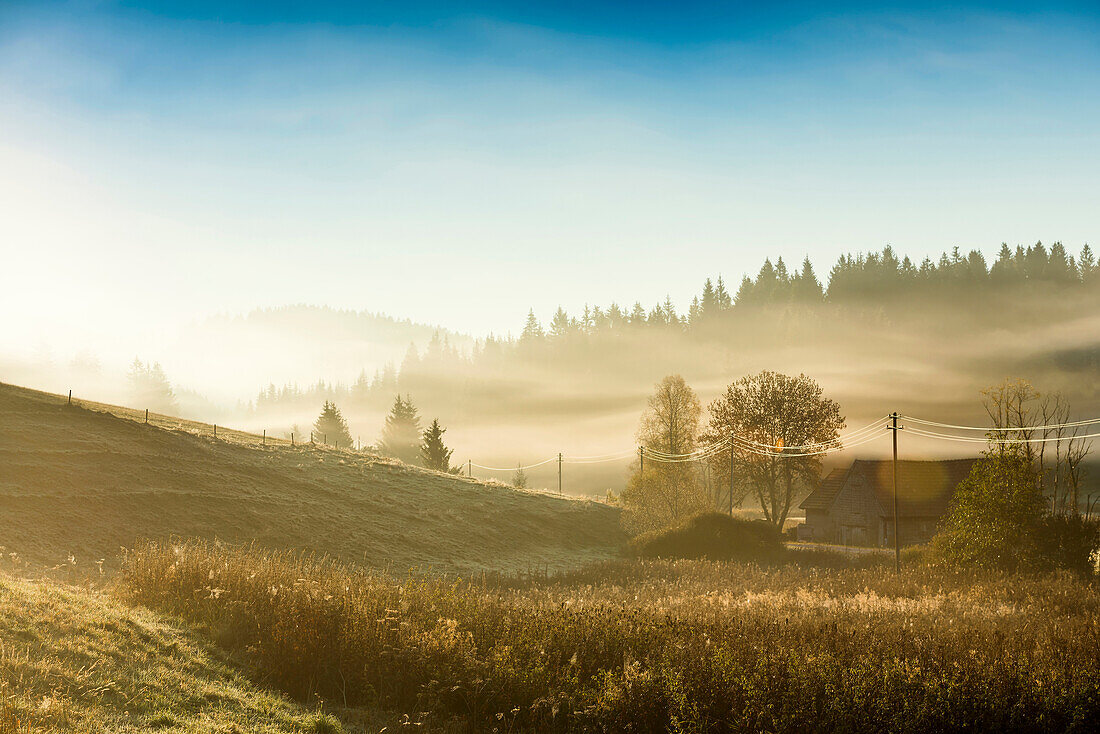 Landschaft im Herbst bei Morgennebel, Jostal, Neustadt, Schwarzwald, Baden-Württemberg, Deutschland