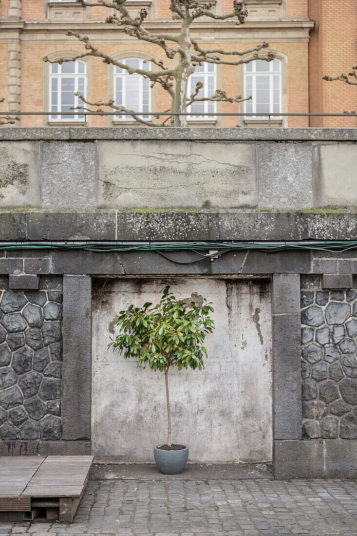 Topfplanze am Rheinufer, Altstadt, Düsseldorf, Nordrhein-Westfalen, NRW, Deutschland