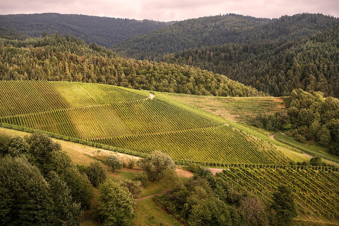 Wein Anbaugebiet bei YBurg, Neuweier, Baden-Baden, Baden-Württemberg, Deutschland