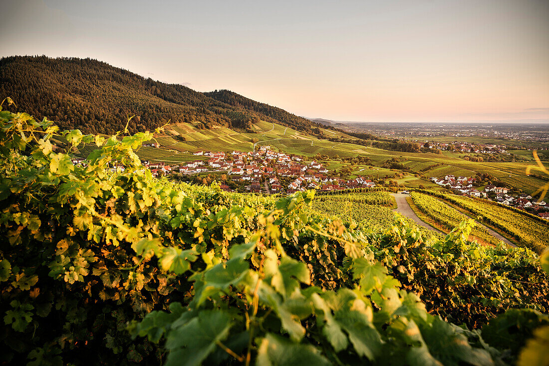Blick über Weinberge auf das Dorf Neuweier bei der YBurg, Baden-Baden, Baden-Württemberg, Deutschland