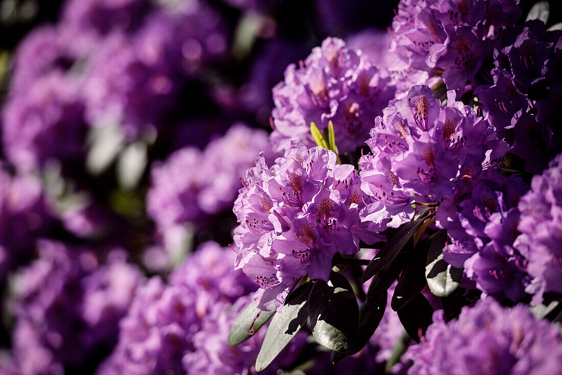 detail of purple blossom at royal garden „New Garden“, Potsdam, Brandenburg, Germany