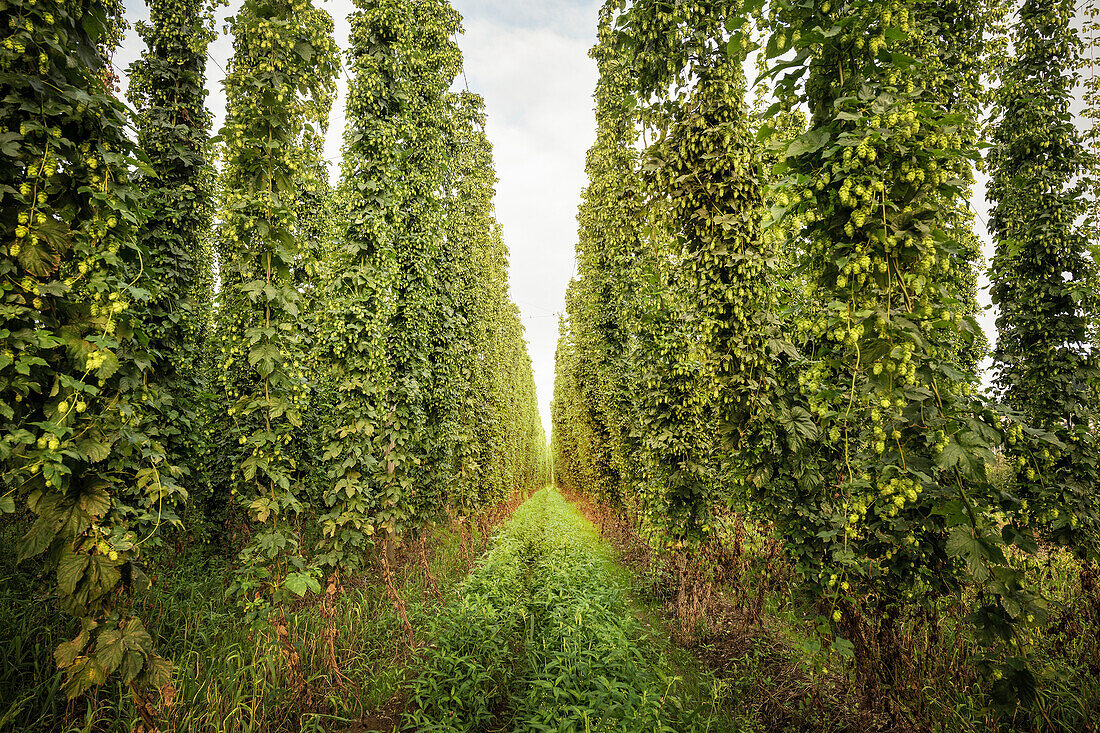 hop growing area in Tettnang, Lake Constance, Baden-Wuerttemberg, Germany