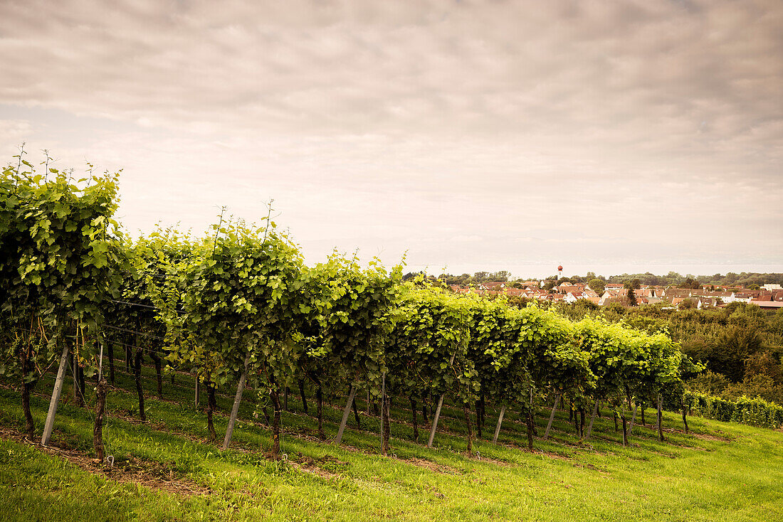 Wein Anbau mit Blick auf Kressbronn, Hopfen Anbaugebiet Tettnang, Bodensee, Baden-Württemberg, Deutschland