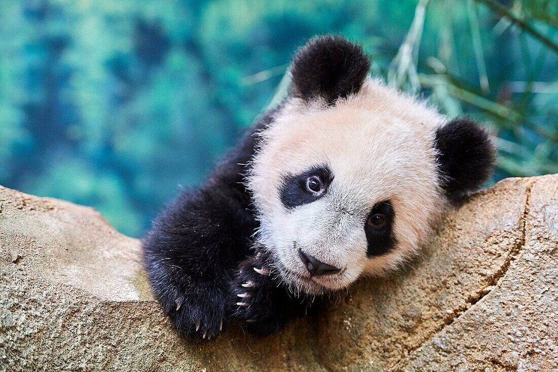 Portrait of giant panda cub (Ailuropoda melanoleuca) captive. Yuan Meng, first giant panda ever born in France, is now 10 months old, Zooparc de Beauval, Saint Aignan sur Cher, France.