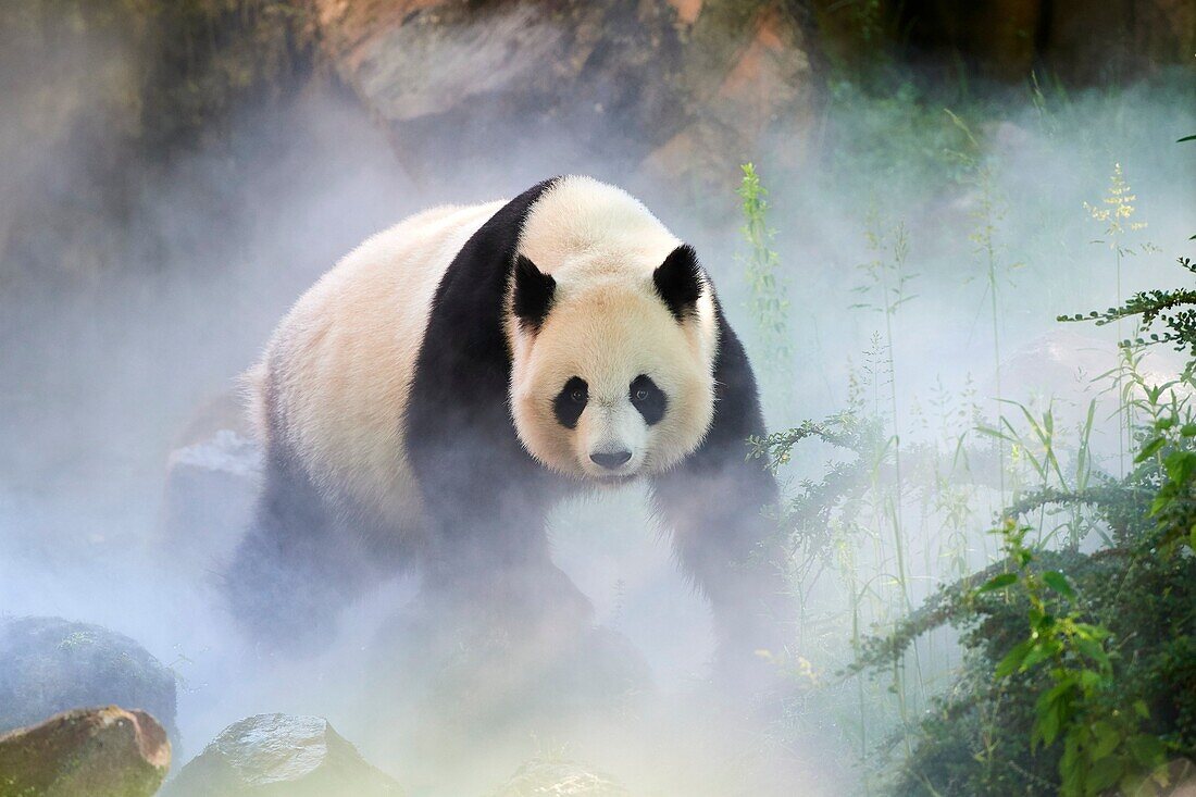 Female giant panda Huan Huan (Ailuropoda melanoleuca) out in her enclosure on a misty morning, Zooparc de Beauval, Saint Aignan sur Cher, France.