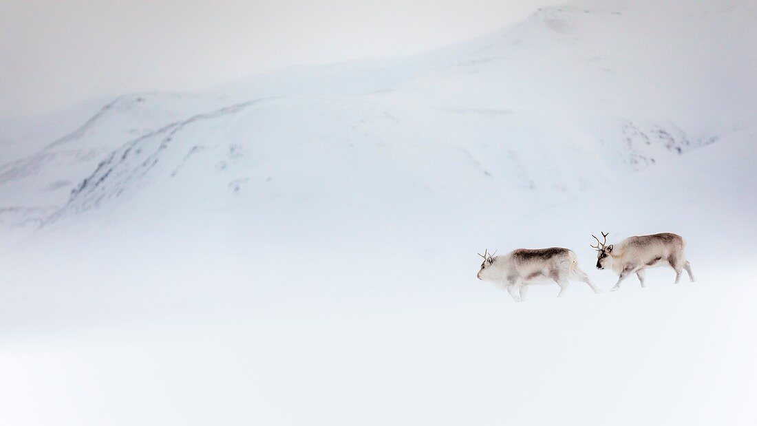 Svalbard reindeer (Rangifer tarandus platyrhynchus) in Spitsbergen.
