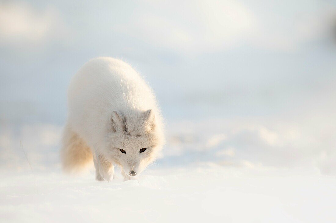 Arctic fox in Pyramiden,(Vulpes lagopus), Billefjorden, Spitsbergen, Svalbard.