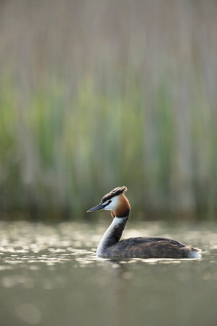 Great Crested Grebe ( Podiceps cristatus ) in breeding dress, swimming, natural vernal surrounding, early morning light, wildlife, Europe..