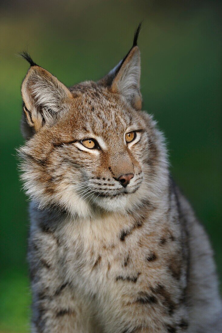 Head portrait of Eurasian Lynx ( Lynx lynx ), wonderful warm light, late evening light, tipped ears, Europe.
