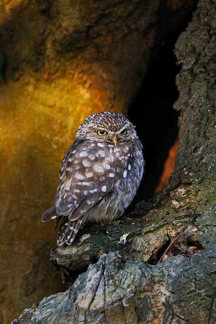 Little Owl / Minervas Owl ( Athene noctua ) perched in an old tree in wonderful morning light, spotlight, wildlife, Europe..
