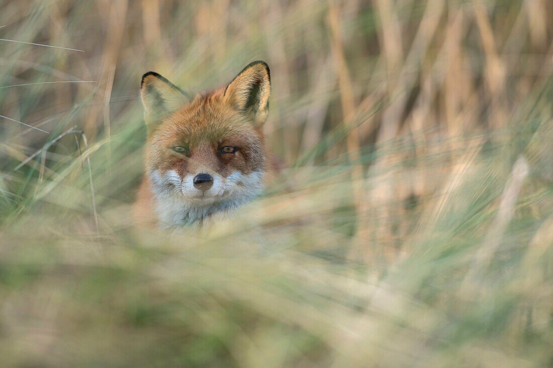 Red Fox ( Vulpes vulpes ), adult, hidden, hiding in high grass, looking directly into the camera, wildlife, Europe..