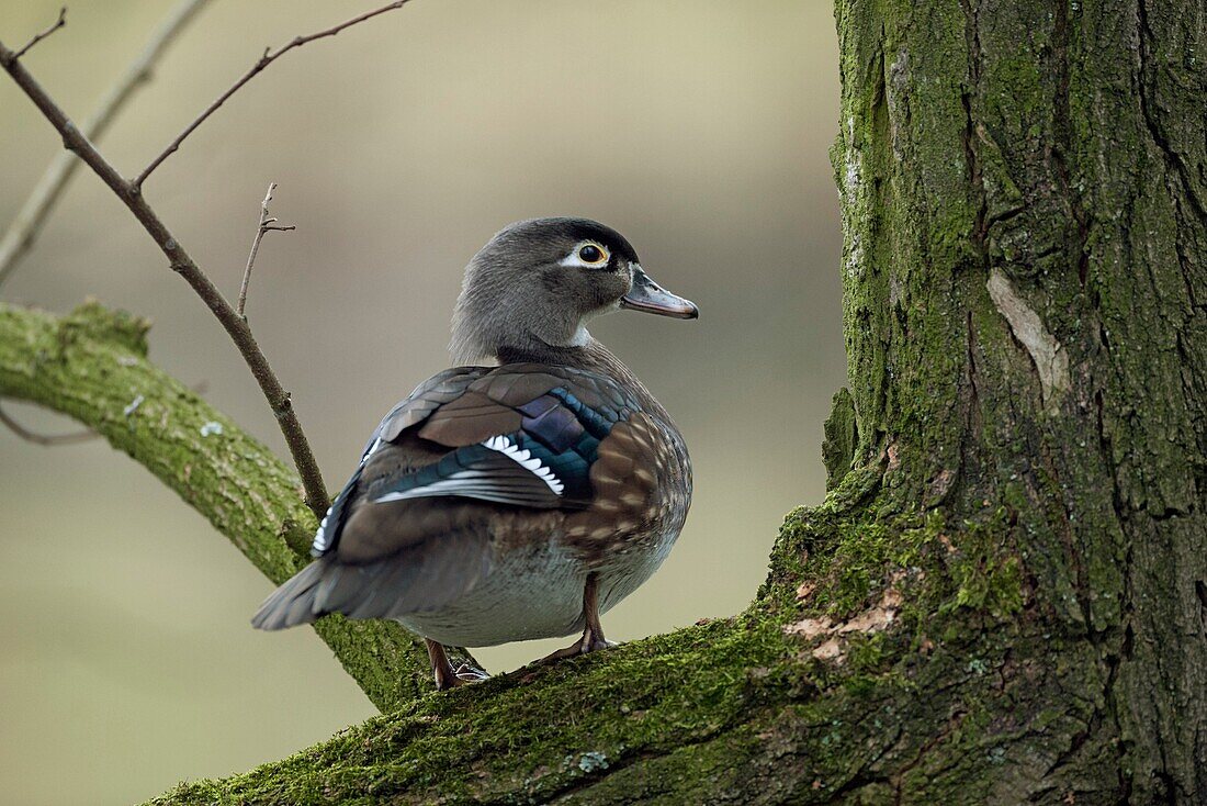 Wood Duck / Carolina Duck ( Aix sponsa ) perched in a tree, watching around, wildlife, Europe.