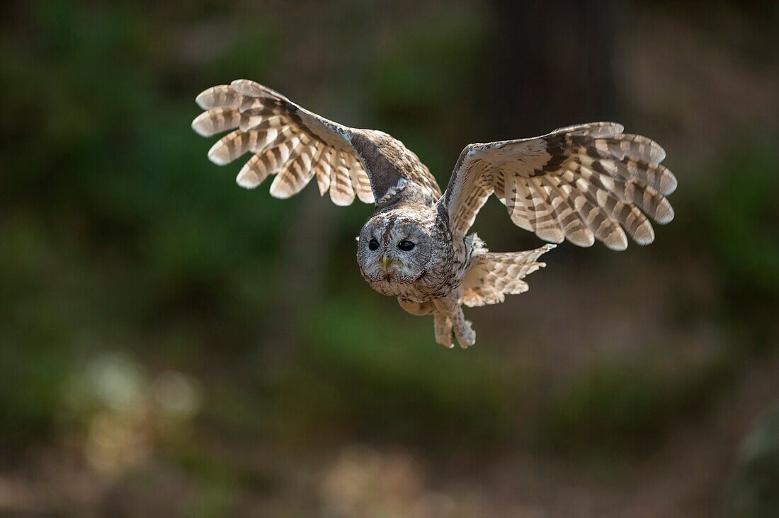 Tawny Owl ( Strix aluco ) in flight, flying, hunting, beating its wings, frontal shot, nice backlight situation, Europe.