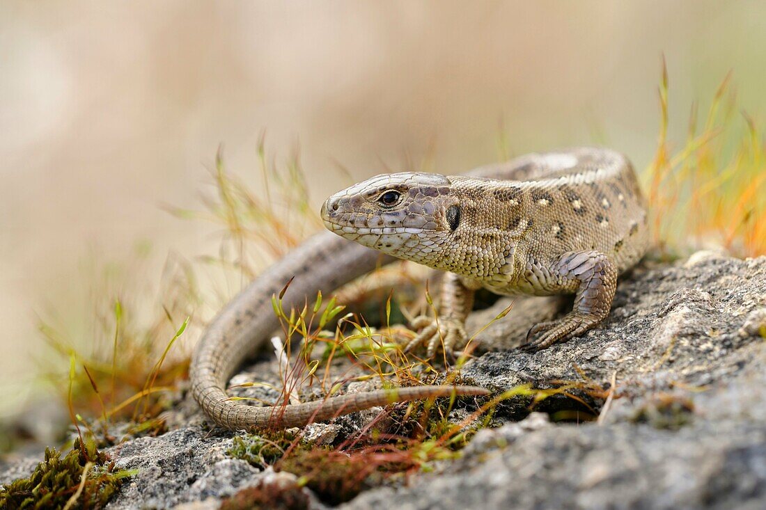 Sunbathing Sand Lizard ( Lacerta agilis ) sitting on some rocks surrounded by colourful moss, wildlife, Europe..