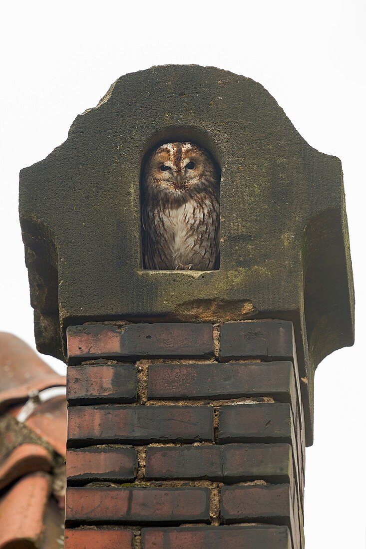 Tawny Owl ( Strix aluco ) feels comfortable in an old chimney made out of red bricks, wildlife, Europe.