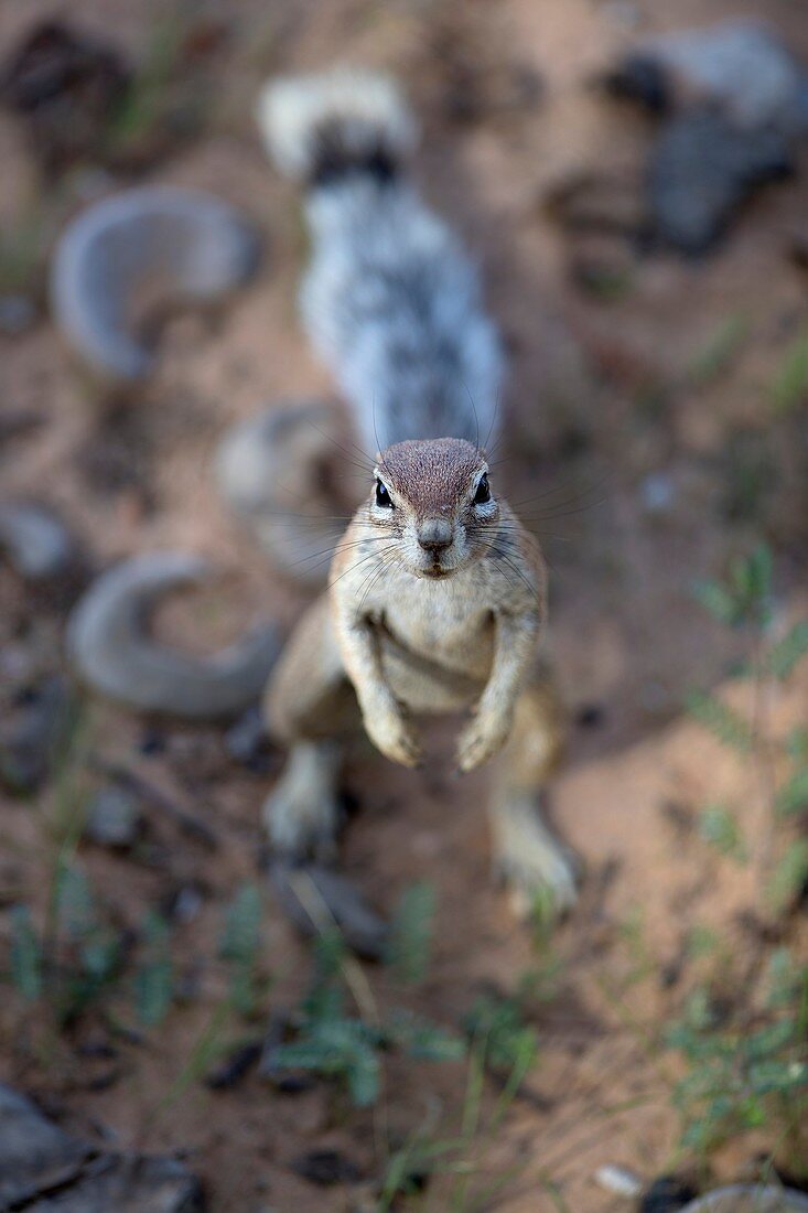 Ground Squirrel (Xerus inauris), Kgalagadi Transfrontier Park, Kalahari desert, South Africa/Botswana..