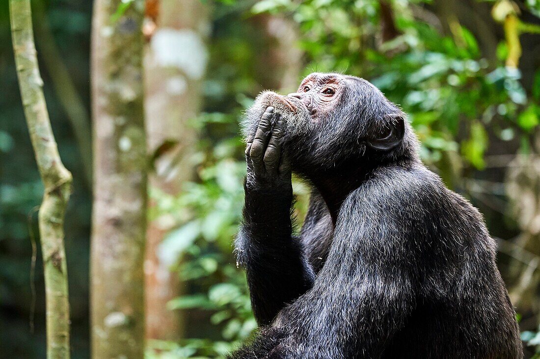 Chimpanzee (Pan troglodytes schweinfurthii) male, scratching, Kibale National Park, Uganda, Africa.