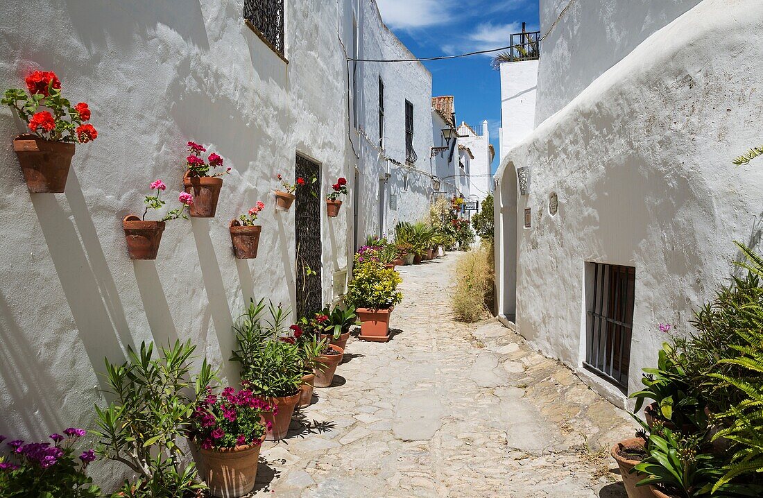 Beautiful alleyway with flowerpots and brillianty whitewashed houses in the hilltop town of Vejer de la Frontera. Cadiz province, Andalusia, Spain.