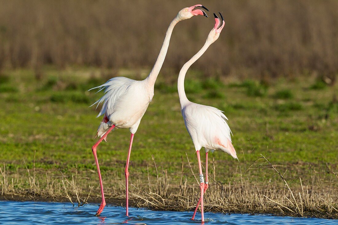 Greater Flamingo (Phoenicopterus roseus). Quarrel between two birds at the Laguna de Fuente de Piedra near the town of Antequera. This is the largest natural lake in Andalusia and Europe's only inland breeding ground for this species. Malaga province, And