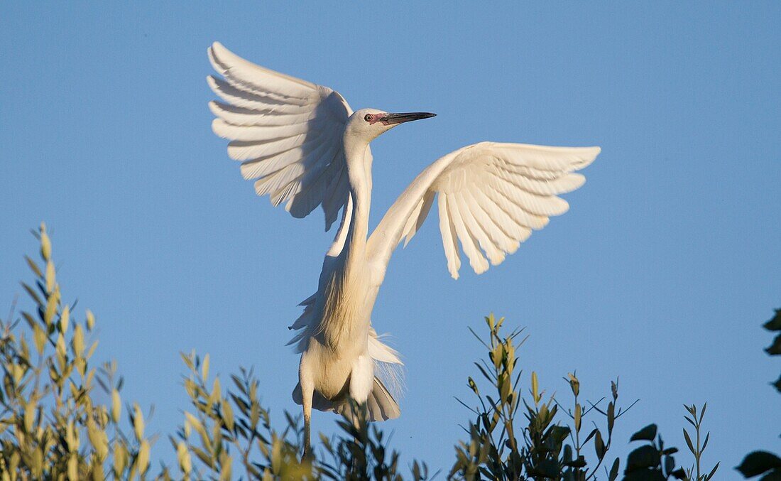 Little egret (Egretta garzetta) about to take off, s'Albufera, Majorca, Balearic Islands, Spain
