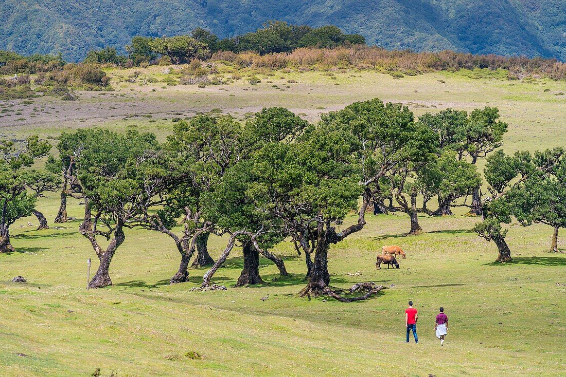 Couple walking and two cows grazing under Laurel trees in the Laurisilva Forest, UNESCO World Heritage Site. Fanal, Porto Moniz municipality, Madeira region, Portugal.