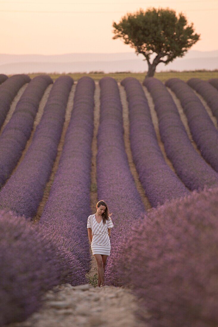 Brunette woman in white dress in a lavender field at sunset, valensole, provence, france.