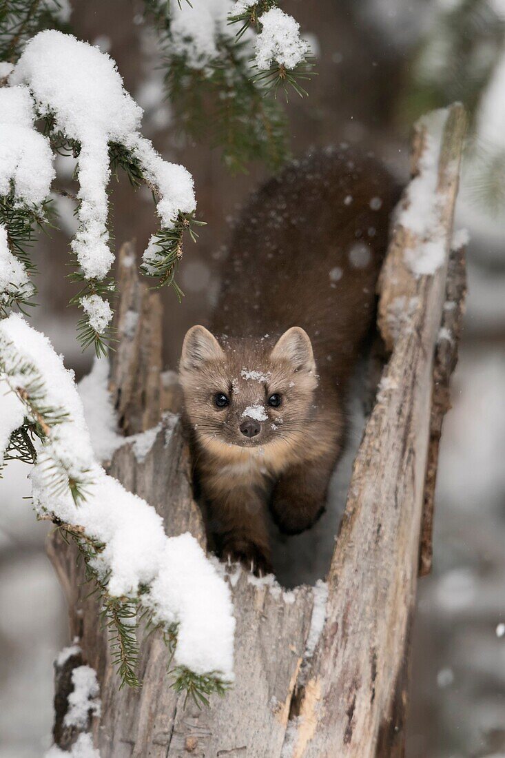 American Pine Marten / Baummarder / Fichtenmarder ( Martes americana ) in winter, sitting in a broken tree, watching attentively, eye contact, Yellowstone NP, USA..