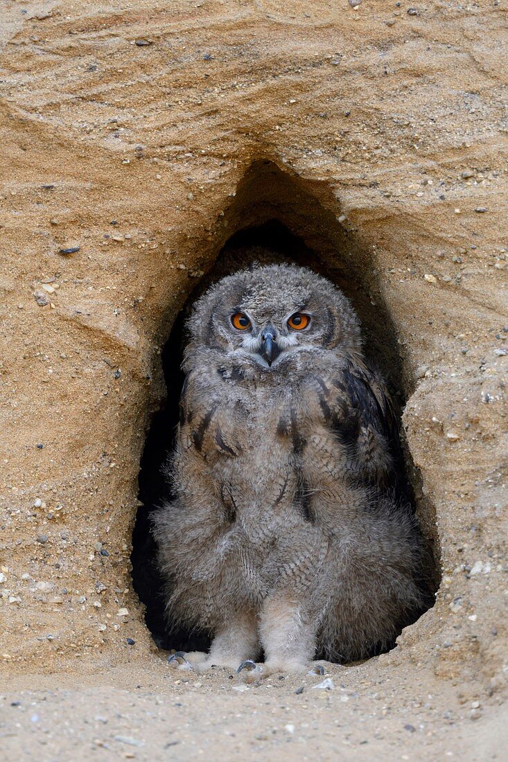 Eurasian Eagle Owls / Europaeische Uhus ( Bubo bubo ), moulting chick, standing in the entrance of its nest burrow, watching, cute, wildlife, Europe.
