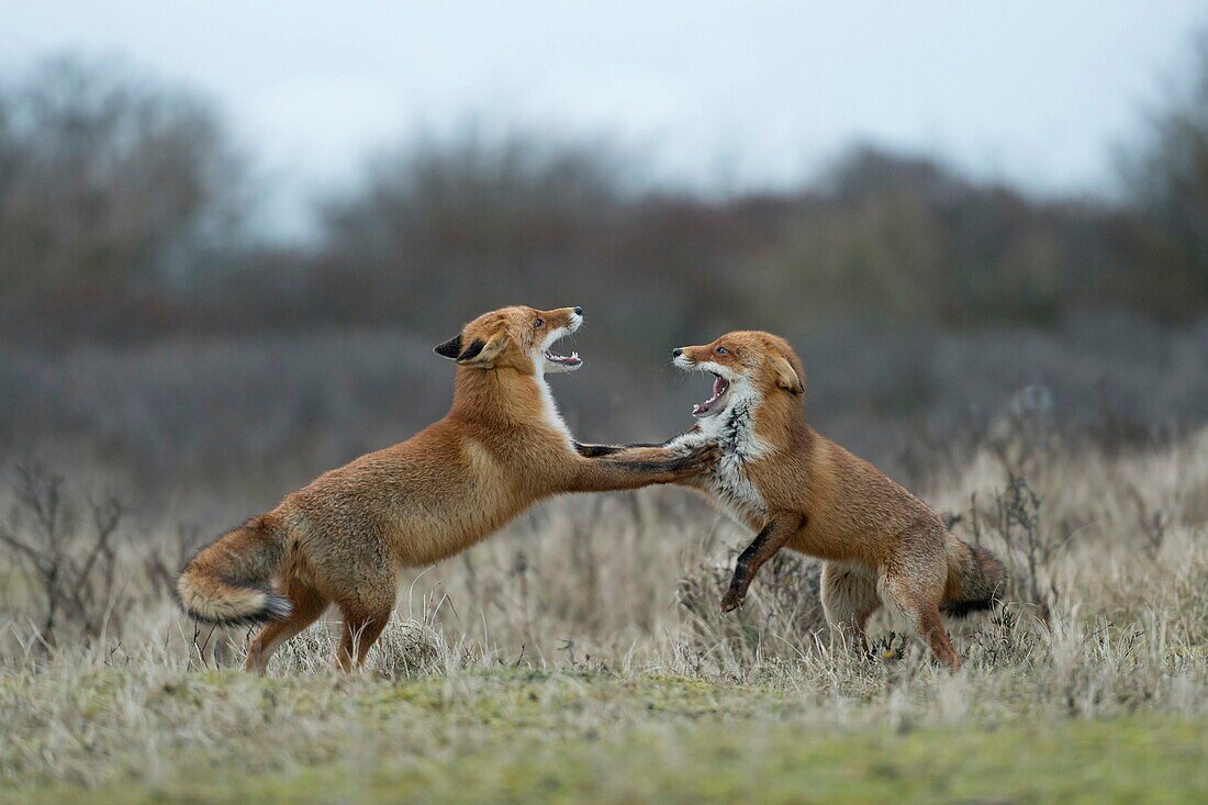 Red Foxes / Rotfuechse ( Vulpes vulpes ), two adults, in agressive fight, fighting, threatening each other, open jaws, territorial behaviour, wildlife, Europe.