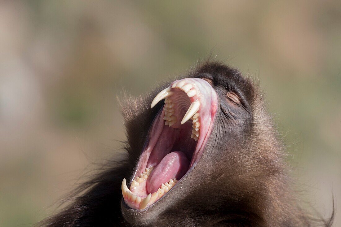 Africa, Ethiopia, Rift Valley, Debre Libanos, Gelada or Gelada baboon (Theropithecus gelada), dominant male in intimidation posture, roll up the chops to show a large clear spot.