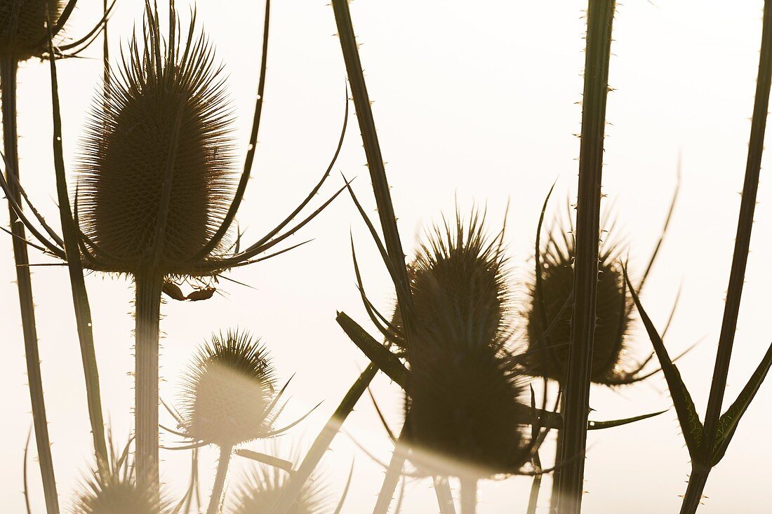 Cotton thistle (Onopordum acanthium). Spain.