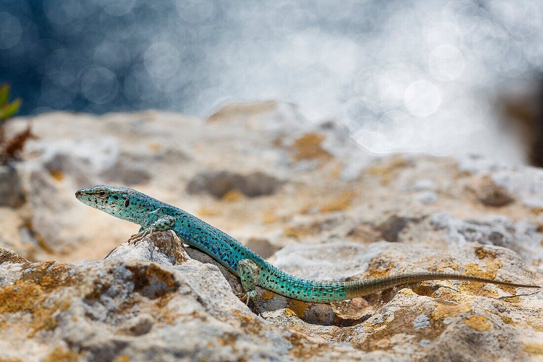 Ibiza wall lizard, Podarcis pityusensis formenterae, Formentera, Balearic Islands, Spain.